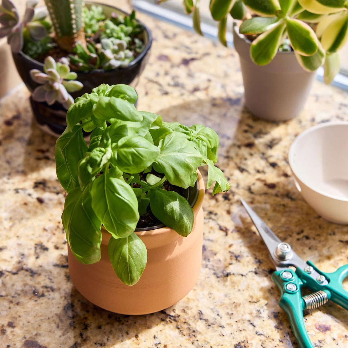 Modern Sprout Tiny Terracotta Grow Kit, Big Congrats Laser Engraving - Terracotta - View 7