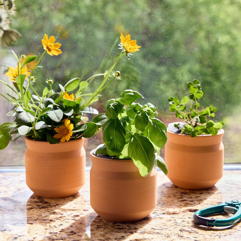 Modern Sprout Tiny Terracotta Grow Kit, Big Congrats Laser Engraving - Terracotta - View 8