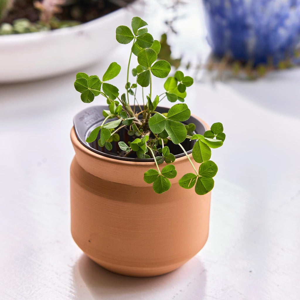 Modern Sprout Tiny Terracotta Grow Kit, Lucky to Have You Laser Engraving - Terracotta - View 7
