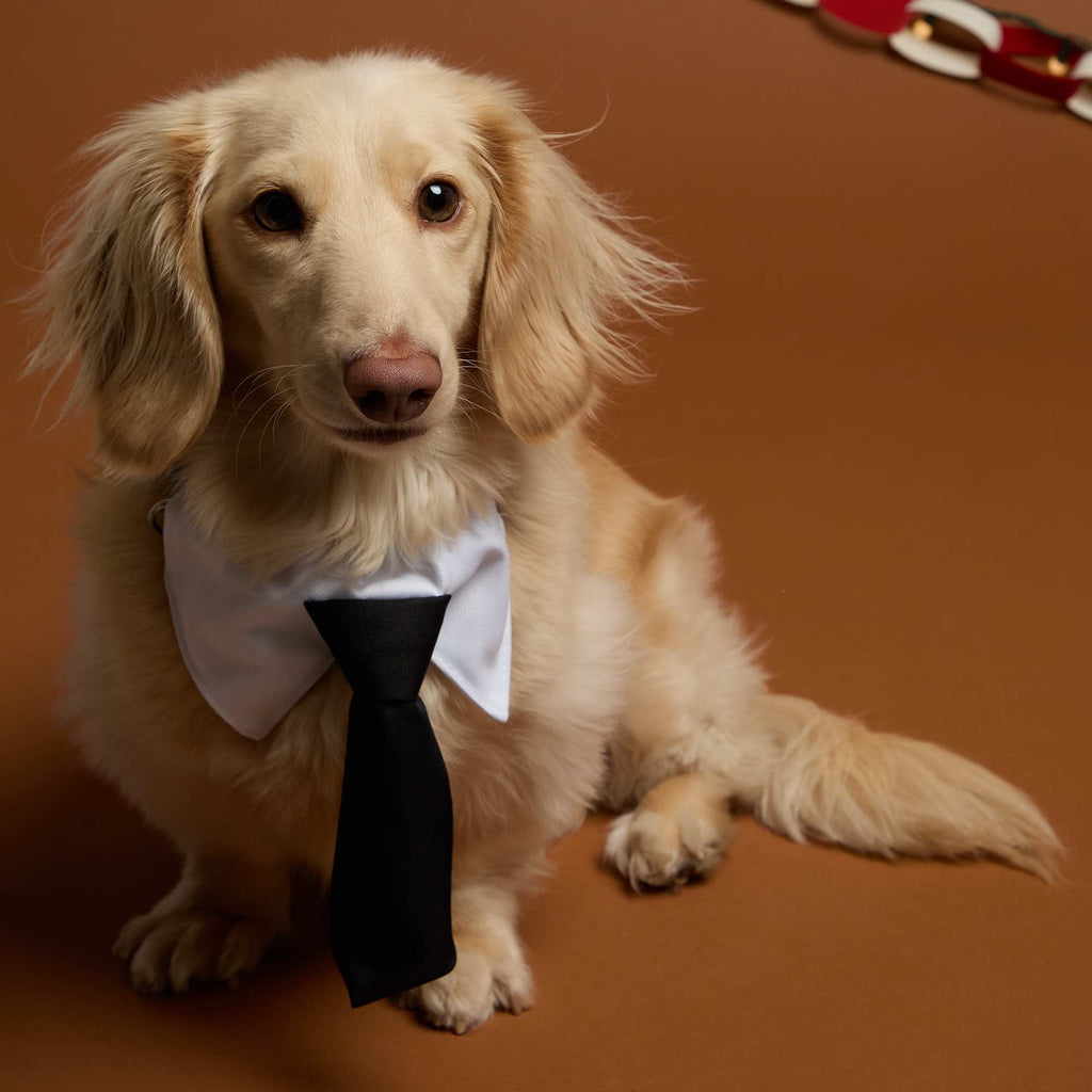 Paws & Claws Dress-Up Neck Tie for Pet Collars Transfer - White/Black - On Model