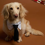 Paws & Claws Dress-Up Neck Tie for Pet Collars Transfer - White/Black - On Model