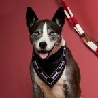 Paws & Claws Pet Bandana in Recycled Polyester Transfer - Black - On Model
