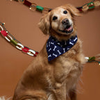Paws & Claws Pet Bandana in Recycled Polyester Transfer - Blue - Lifestyle