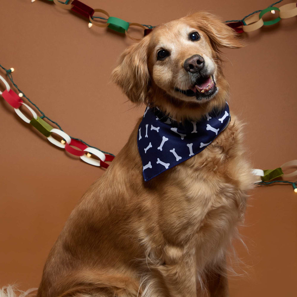 Paws & Claws Pet Bandana in Recycled Polyester Transfer - Blue - Lifestyle