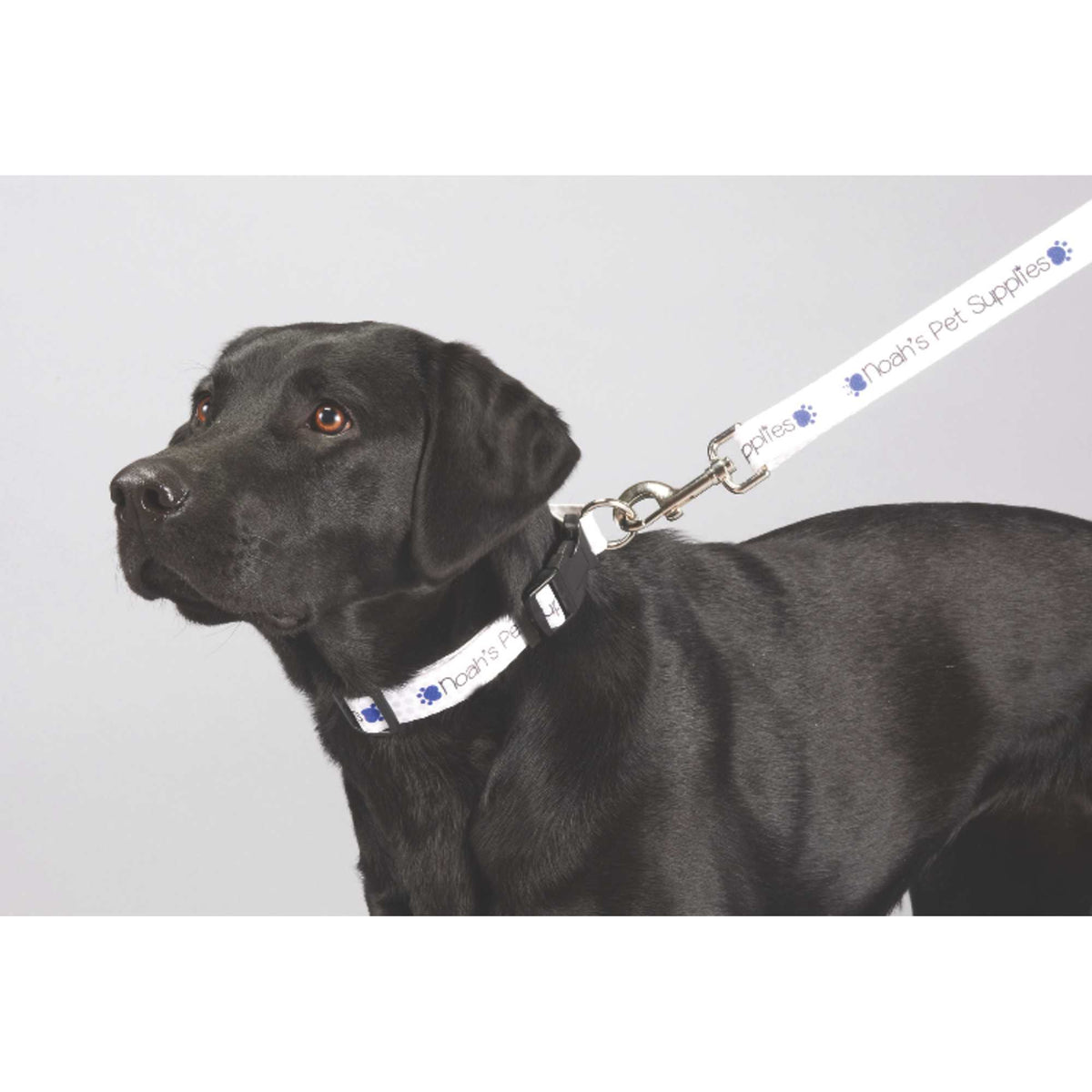 Pet Leash in Polyester Webbing, 1 x 60 Inches Sublimation - Sublimation - Photo