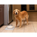 Stanley Insulated Pet Bowl with Lid, 48 oz Laser Engraving - Cream - Lifestyle